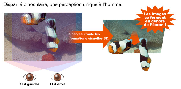 Disparité binoculaire, une perception unique à l’homme